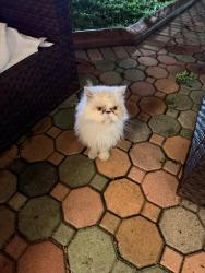 Found/Stray Female Cat last seen Tyler steet, Hollywood, FL 33020