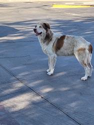 Found/Stray Male Dog last seen Gen Mcmullen, San Antonio, TX 78228