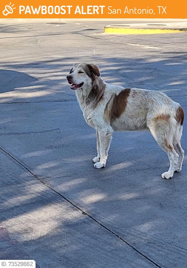 Found/Stray Male Dog last seen Gen Mcmullen, San Antonio, TX 78228