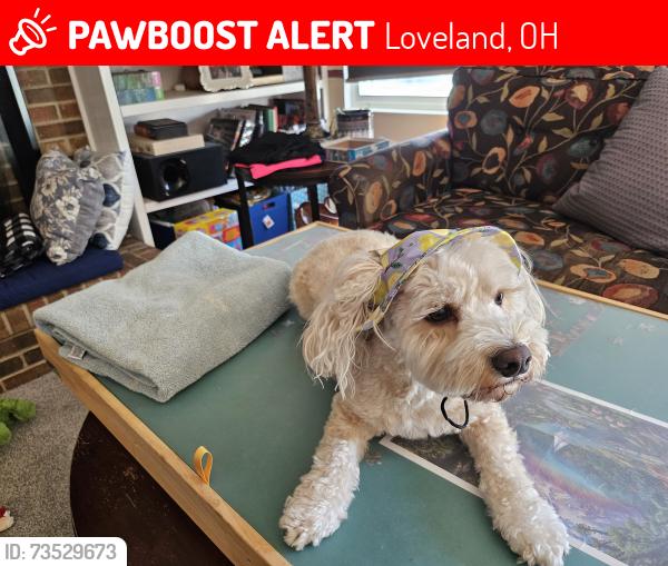 Lost Male Dog last seen Loveland middle school, Loveland, OH 45140