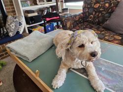 Lost Male Dog last seen Loveland middle school, Loveland, OH 45140