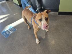 Shelter Stray Male Dog last seen Near BLOCK N ESTELLE AVE, WICHITA KS 67219, 3303 N Hillside St, Wichita, KS 67219, USA