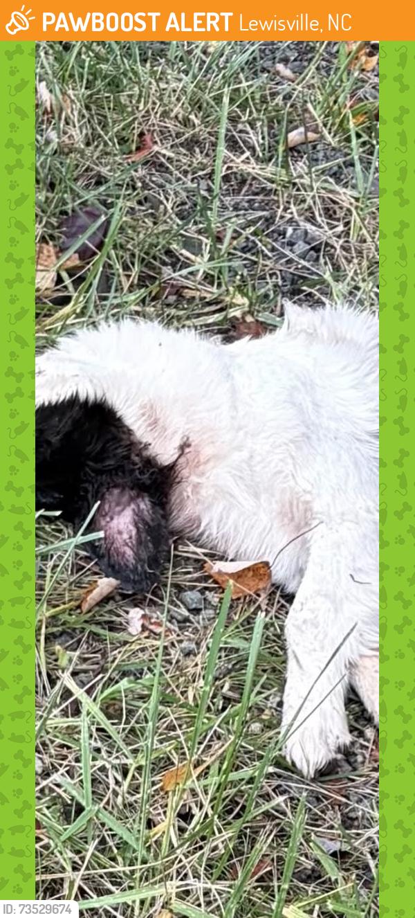 Found/Stray Unknown Dog last seen Exit ramp 244 421 S. In grass to right of LewisvilleWilliams Rd., Lewisville, NC 27023