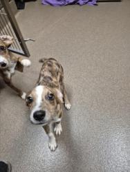Shelter Stray Male Dog last seen Near BLOCK S SYLVAN LN, WICHITA KS 67218, 3303 N Hillside St, Wichita, KS 67219, USA