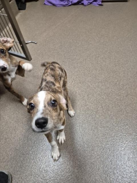 Shelter Stray Male Dog last seen Near BLOCK S SYLVAN LN, WICHITA KS 67218, 3303 N Hillside St, Wichita, KS 67219, USA