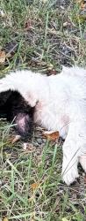 Found/Stray Unknown Dog last seen Exit ramp 244 421 S. In grass to right of LewisvilleWilliams Rd., Lewisville, NC 27023