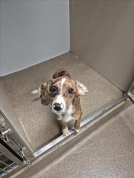 Shelter Stray Male Dog last seen Near BLOCK S SYLVAN LN, WICHITA KS 67218, 3303 N Hillside St, Wichita, KS 67219, USA