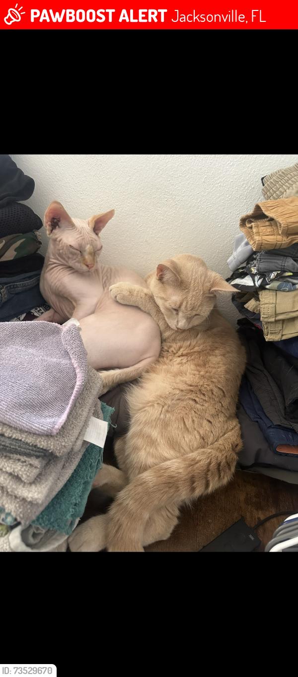 Lost Male Cat last seen Napo and Argentine, Jacksonville, FL 32217