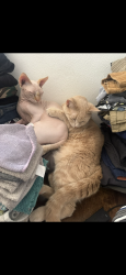 Lost Male Cat last seen Napo and Argentine, Jacksonville, FL 32217