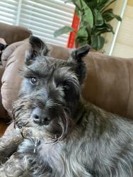 Reunited Male Dog last seen Wall blvd, oakdale park, Gretna, LA 70056