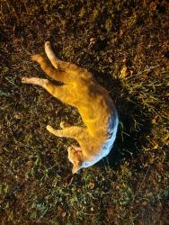 Found/Stray Unknown Cat last seen The Pointe at Myrtle Beach, Myrtle Beach, SC 29588