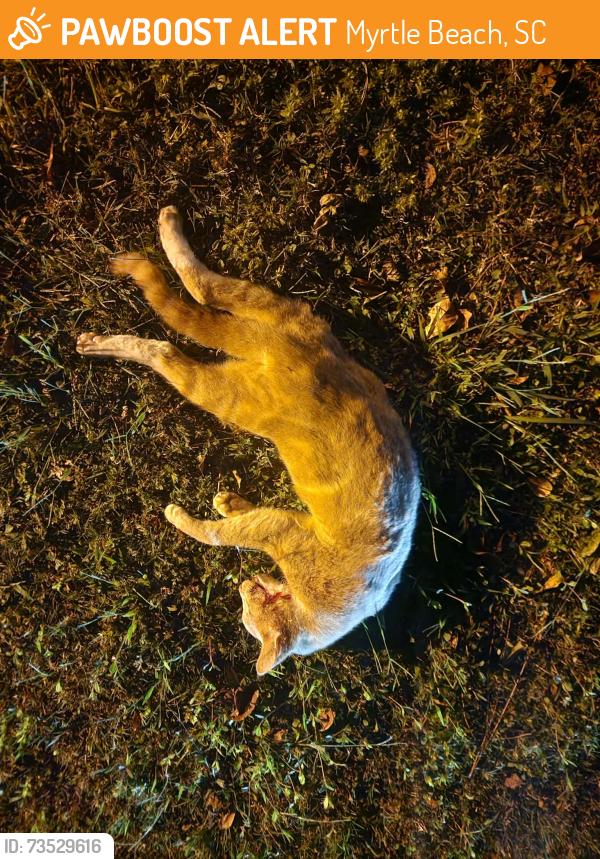 Found/Stray Unknown Cat last seen The Pointe at Myrtle Beach, Myrtle Beach, SC 29588