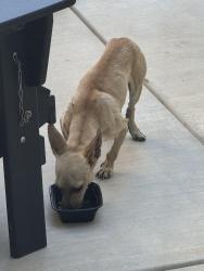 Found/Stray Male Dog last seen Yosemite/Perch, Merced, CA 95340