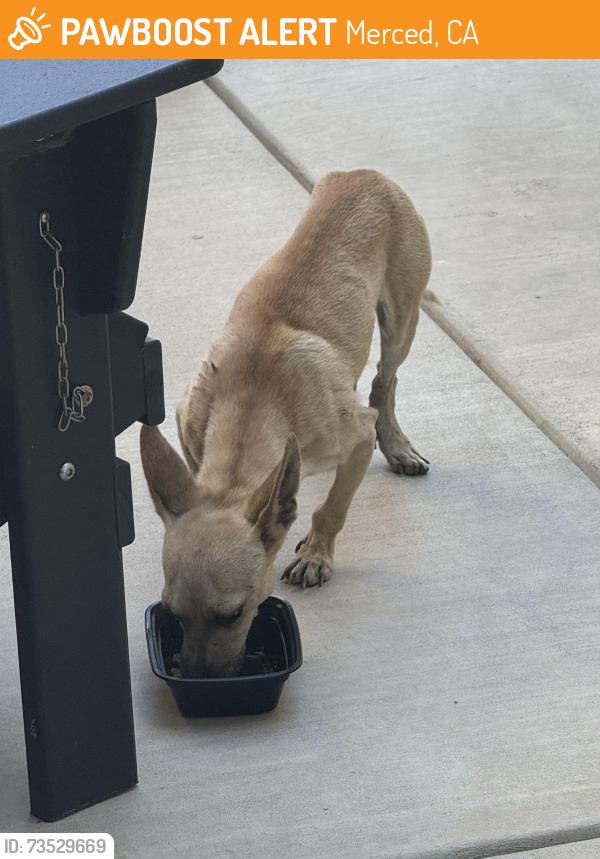 Found/Stray Male Dog last seen Yosemite/Perch, Merced, CA 95340