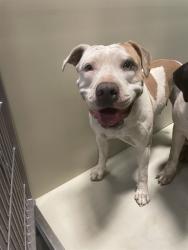 Shelter Stray Female Dog last seen Near BLOCK PETROL RD, BAKERSFIELD CA 93308, 3951 Fruitvale Ave, Bakersfield, CA 93308, USA