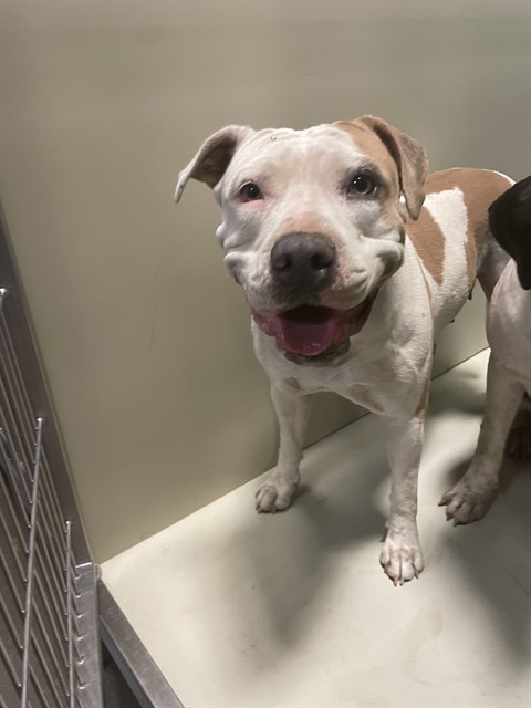 Shelter Stray Female Dog last seen Near BLOCK PETROL RD, BAKERSFIELD CA 93308, 3951 Fruitvale Ave, Bakersfield, CA 93308, USA