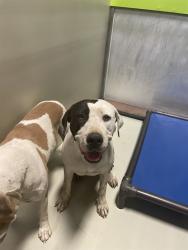 Shelter Stray Female Dog last seen Near BLOCK PETROL RD, BAKERSFIELD CA 93308, 3951 Fruitvale Ave, Bakersfield, CA 93308, USA