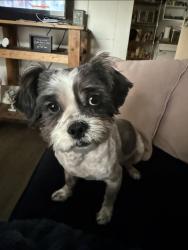 Lost Male Dog last seen Colony Dr, Schertz, TX 78154