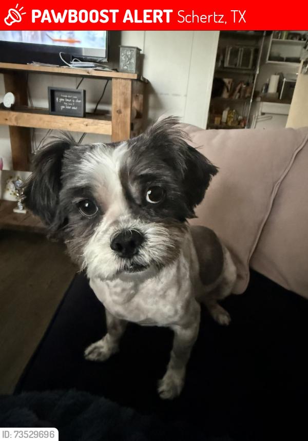 Lost Male Dog last seen Colony Dr, Schertz, TX 78154
