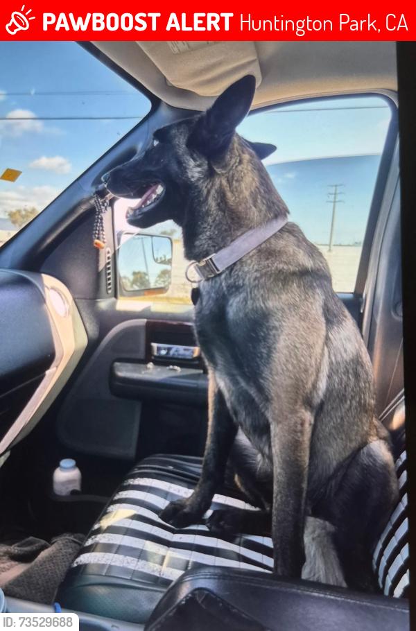Lost Male Dog last seen Florence, Huntington Park, CA 90255