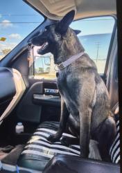 Lost Male Dog last seen Florence, Huntington Park, CA 90255