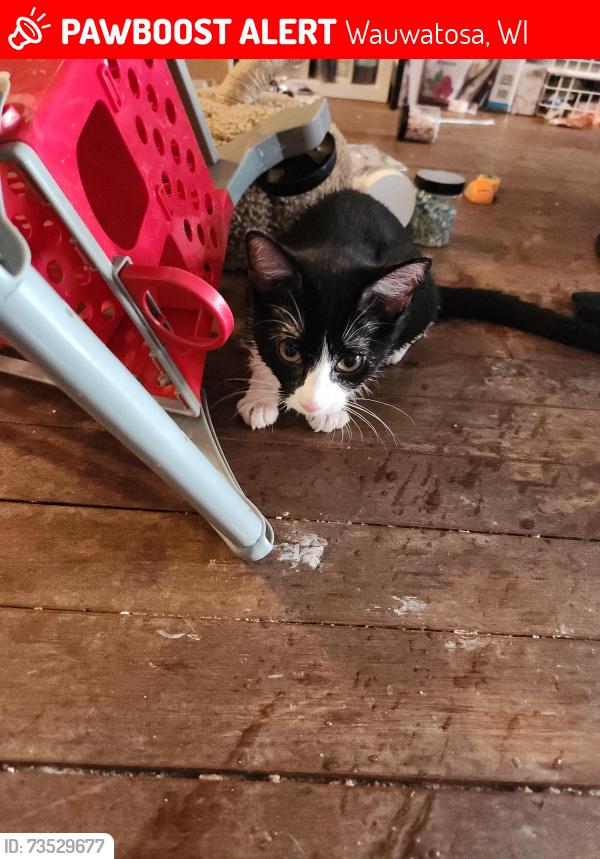 Lost Female Cat last seen Collectivo, Wauwatosa, WI 53226