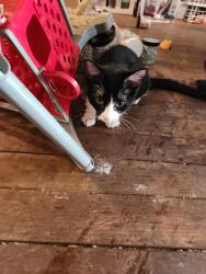 Lost Female Cat last seen Collectivo, Wauwatosa, WI 53226