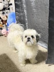 Lost Male Dog last seen Semoran and Lake Underhill, Orlando, FL 32807