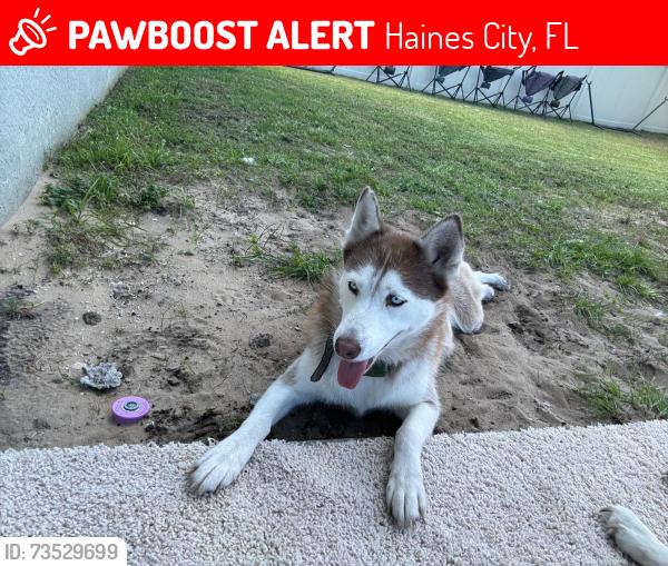 Lost Female Dog last seen Merigold, Haines City, FL 33844