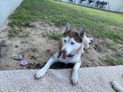 Lost Female Dog last seen Merigold, Haines City, FL 33844