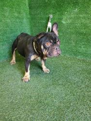 Shelter Stray Female Dog last seen , 5210 W Ave I, Lancaster, CA 93536, USA