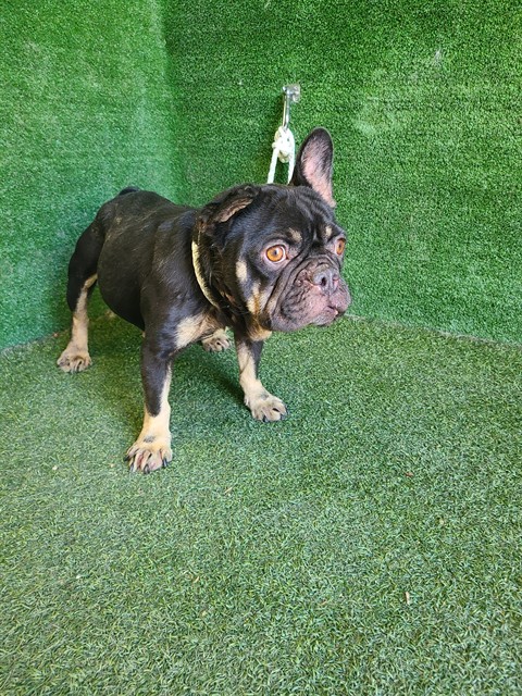 Shelter Stray Female Dog last seen , 5210 W Ave I, Lancaster, CA 93536, USA