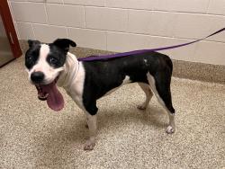 Shelter Stray Female Dog last seen Near BLOCK MCBURNEY BLVD, COLORADO SPRINGS, CO, 610 Abbot Ln, Colorado Springs, CO 80905, USA