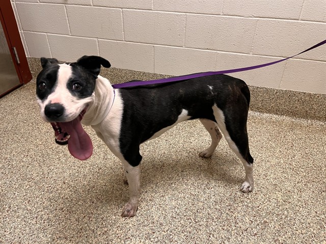Shelter Stray Female Dog last seen Near BLOCK MCBURNEY BLVD, COLORADO SPRINGS, CO, 610 Abbot Ln, Colorado Springs, CO 80905, USA