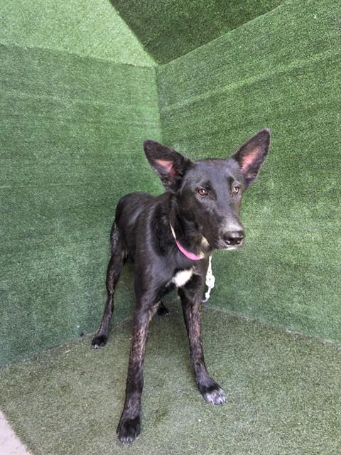 Shelter Stray Female Dog last seen , 5210 W Ave I, Lancaster, CA 93536, USA