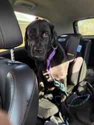 Lost Female Dog last seen Creek lane and mount eaton road Saylorsburg Pa 18353, Ross Township, PA 18353