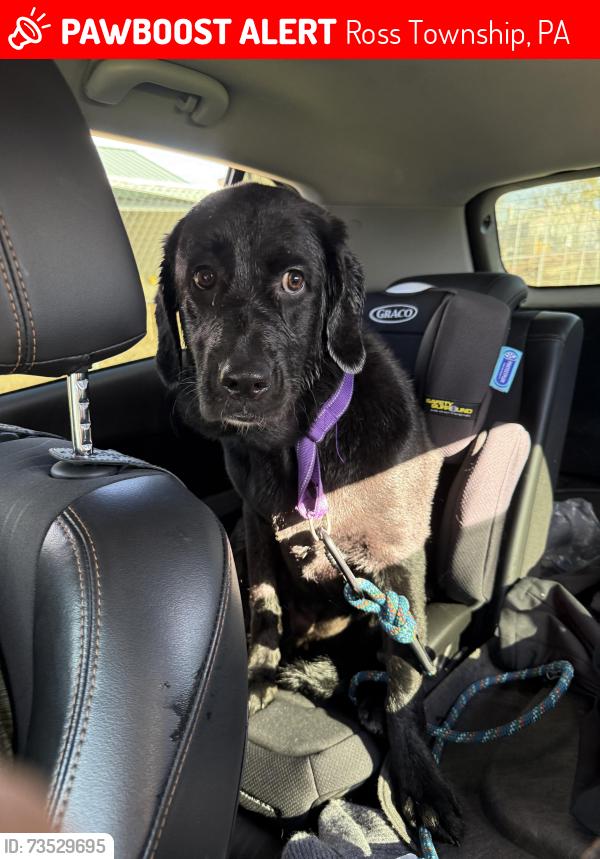 Lost Female Dog last seen Creek lane and mount eaton road Saylorsburg Pa 18353, Ross Township, PA 18353