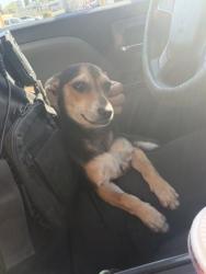 Shelter Stray Female Dog last seen Near BLOCK N PERRIS BLVD, PERRIS, CA, 227 N D St, Perris, CA 92570, USA