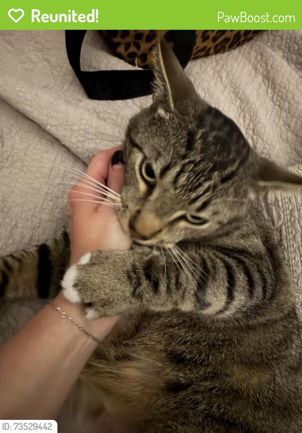 Reunited Male Cat last seen Macon rd & Houston levee, Cordova, TN 38018