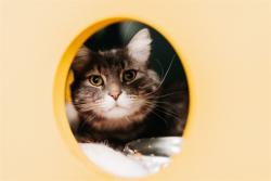 Shelter Stray Male Cat last seen Near BLOCK W RUDDY WAY, WEST VALLEY CITY UT 84119, 4522 W 3500 S, West Valley City, UT 84120, USA