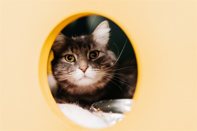 Shelter Stray Male Cat last seen Near BLOCK W RUDDY WAY, WEST VALLEY CITY UT 84119, 4522 W 3500 S, West Valley City, UT 84120, USA