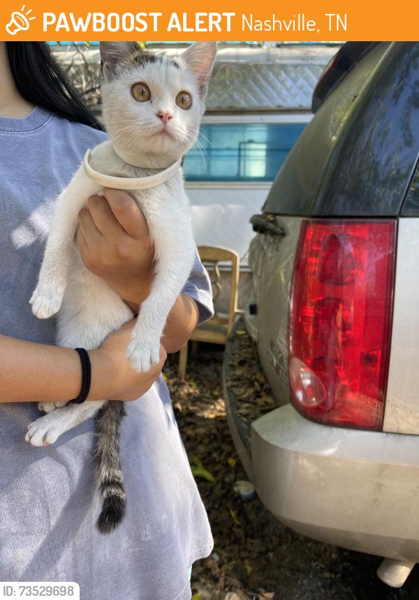 Found/Stray Unknown Cat last seen Rio vista drive, Nashville, TN 37115