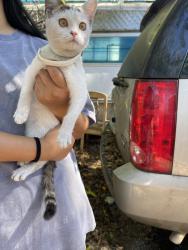 Found/Stray Unknown Cat last seen Rio vista drive, Nashville, TN 37115