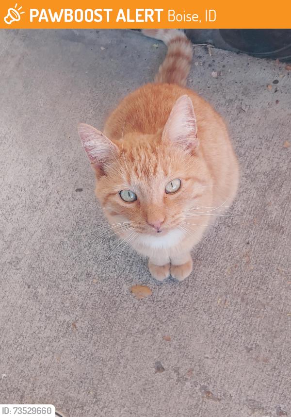 Found/Stray Male Cat last seen Sunflower and Dalton, Boise, ID 83704