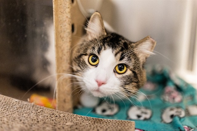 Shelter Stray Male Cat last seen Near BLOCK S 1950 W, VISTA PARK, 4522 W 3500 S, West Valley City, UT 84120, USA