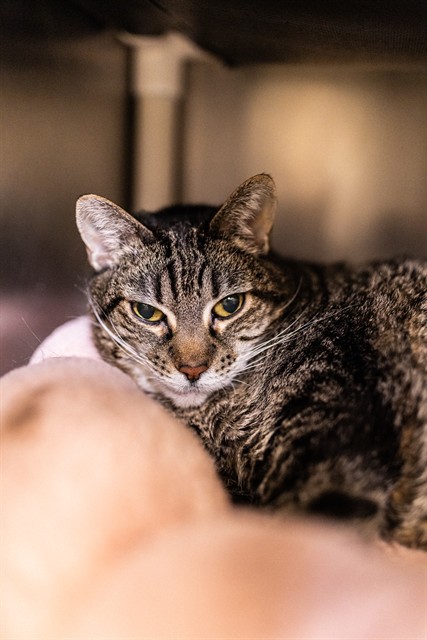 Shelter Stray Female Cat last seen Near BLOCK W 4700 S, WEST VALLEY CITY UT 84119, 4522 W 3500 S, West Valley City, UT 84120, USA