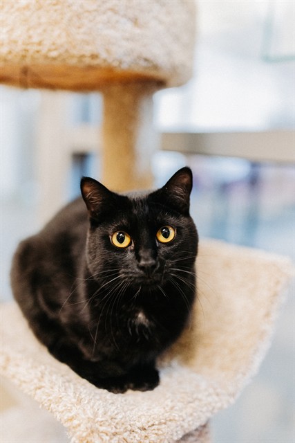 Shelter Stray Female Cat last seen Near BLOCK W LANCER WAY, 4522 W 3500 S, West Valley City, UT 84120, USA