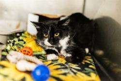 Shelter Stray Female Cat last seen Near BLOCK W BENVIEW DR, WEST VALLEY CITY UT 84120, 4522 W 3500 S, West Valley City, UT 84120, USA