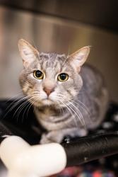 Shelter Stray Male Cat last seen Near BLOCK S 3140, 4522 W 3500 S, West Valley City, UT 84120, USA
