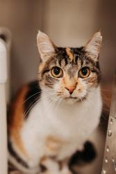 Shelter Stray Female Cat last seen Near BLOCK S UPLAND LAKE DR, WEST VALLEY CITY UT 84119, 4522 W 3500 S, West Valley City, UT 84120, USA